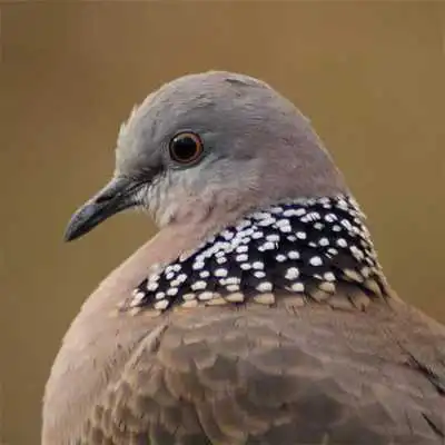 Play BURUNG TEKUKUR TERBAIK MP3