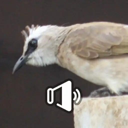 Play Burung Trucukan Gacor APK