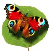 Free play online Butterflies Coloring + Match 3 APK Free play online Butterflies Coloring + Match 3 APK