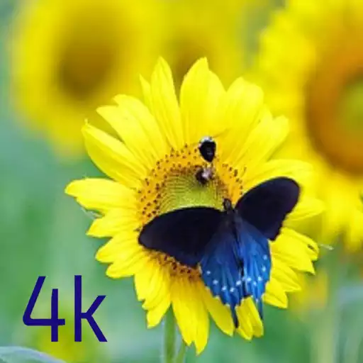 Play Butterflies APK Play Butterflies APK