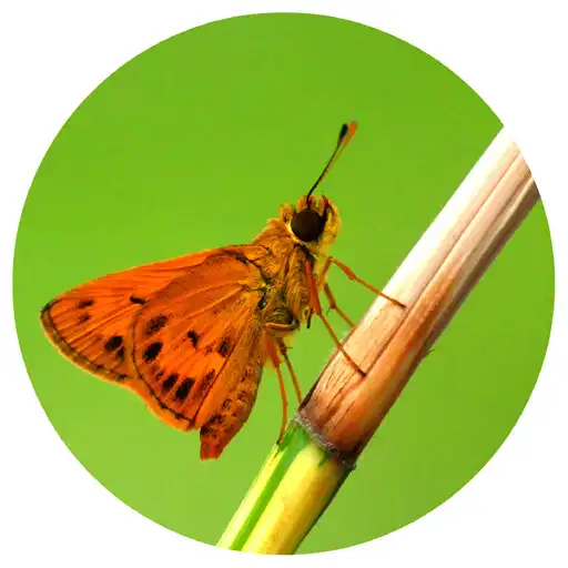 Play Butterflies of Kerala APK Play Butterflies of Kerala APK