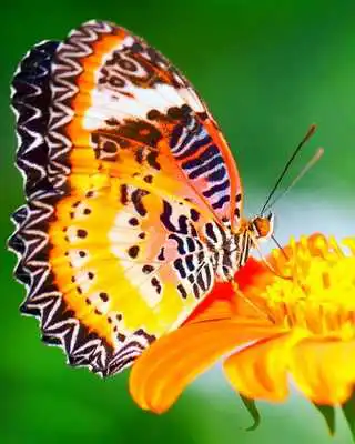 Play Butterflies Puzzle Game Play Butterflies Puzzle Game