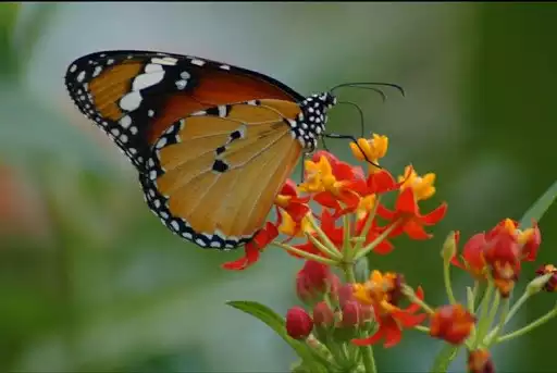Play Butterflies  and enjoy Butterflies with UptoPlay