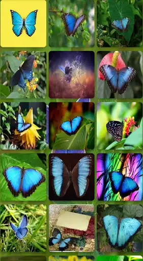 Play Butterflies as an online game Butterflies with UptoPlay