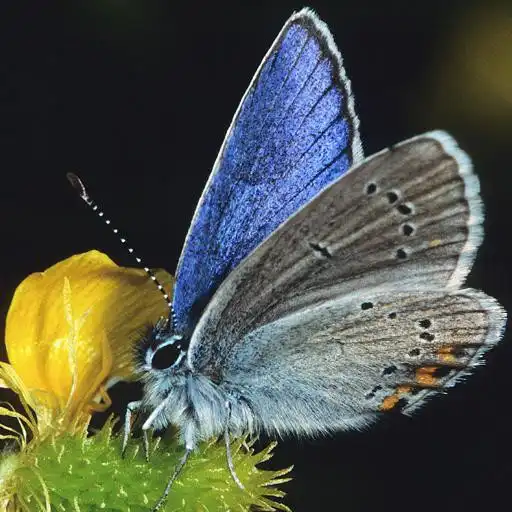 Play BUTTERFLIES - The book APK Play BUTTERFLIES - The book APK