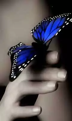 Play Butterfly Butterfly