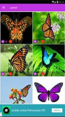 Play Butterfly Gallery