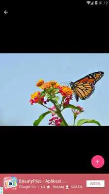 Play Butterfly Gallery