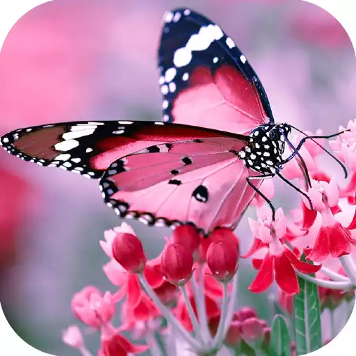 Free play online Butterfly HD wallpapers APK Free play online Butterfly HD wallpapers APK