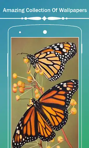 Play Butterfly HD wallpapers
