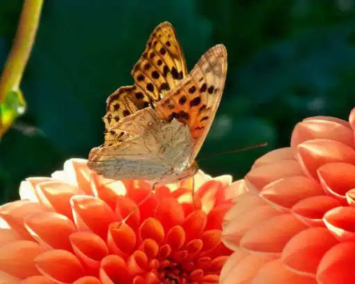 Play Butterfly Images  and enjoy Butterfly Images with UptoPlay
