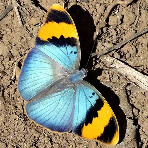 Free play online Butterfly Jigsaw Puzzles APK Free play online Butterfly Jigsaw Puzzles APK