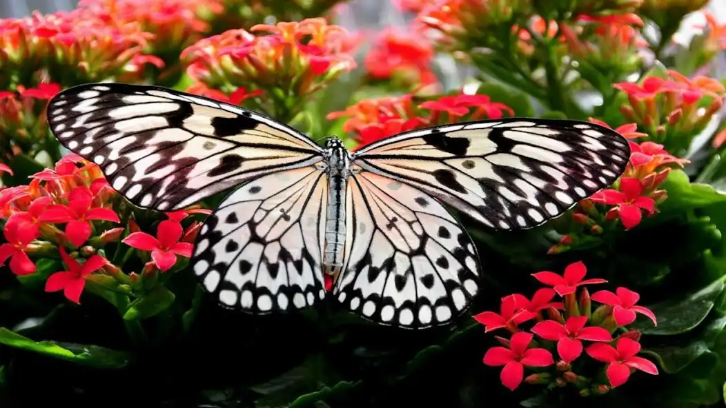 Play Butterfly Jigsaw Puzzles