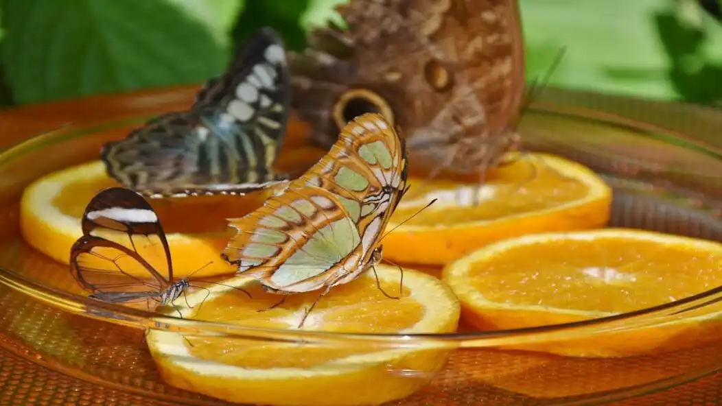 Play Butterfly Jigsaw Puzzles