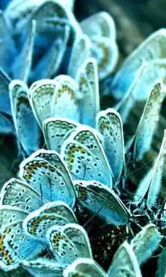 Play Butterfly Jigsaw Puzzles