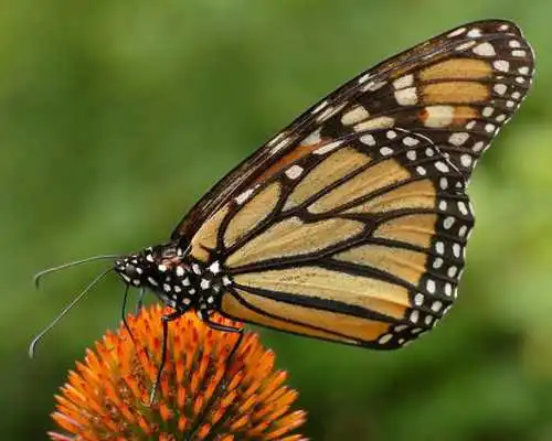 Play Butterfly Jigsaw Puzzles