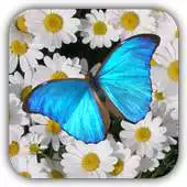 Free play online Butterfly Live Wallpaper Free APK