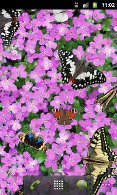 Play Butterfly Live Wallpaper Free