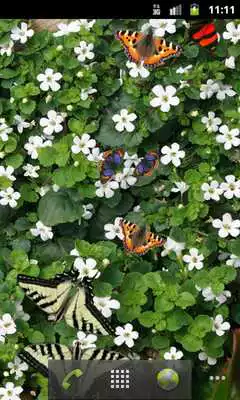 Play Butterfly Live Wallpaper Free