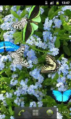 Play Butterfly Live Wallpaper Free