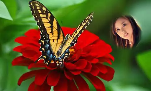 Play Butterfly Photo Frames HD