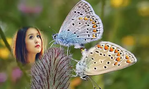 Play Butterfly Photo Frames HD