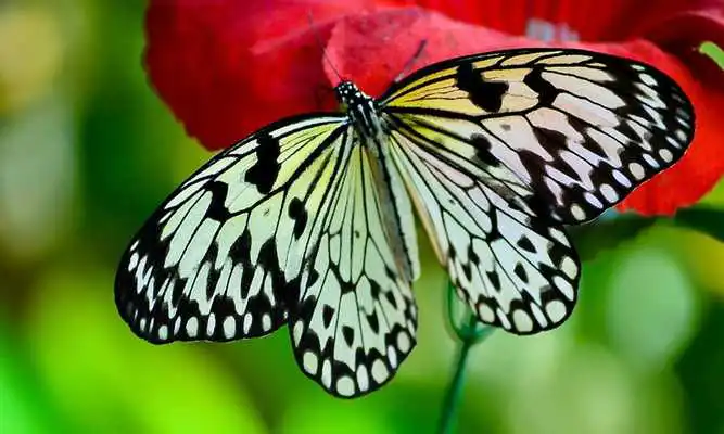 Play Butterfly Puzzles  and enjoy Butterfly Puzzles with UptoPlay