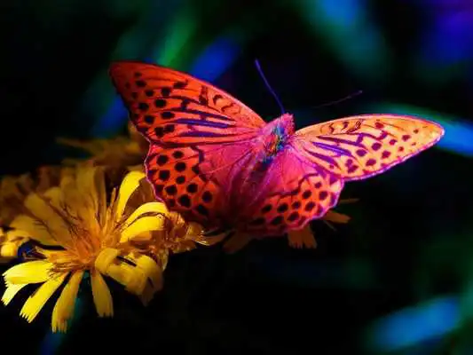 Play Butterfly Puzzles as an online game Butterfly Puzzles with UptoPlay