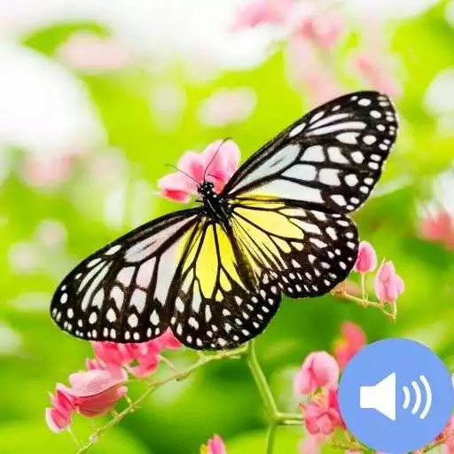 Play Butterfly Sounds and Wallpaper APK