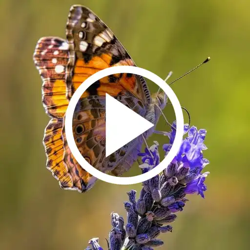 Play Butterfly Video Wallpaper APK