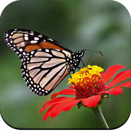 Play Butterfly Wallpaper 4K APK Play Butterfly Wallpaper 4K APK