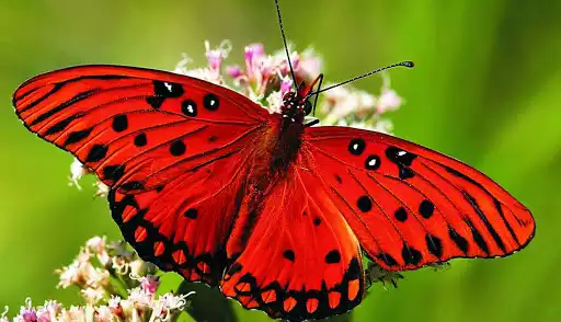 Play Butterfly Wallpaper 4K  and enjoy Butterfly Wallpaper 4K with UptoPlay