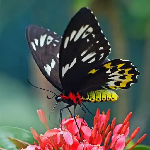 Play Butterfly Wallpaper Aesthetic HD 4K APK Play Butterfly Wallpaper Aesthetic HD 4K APK