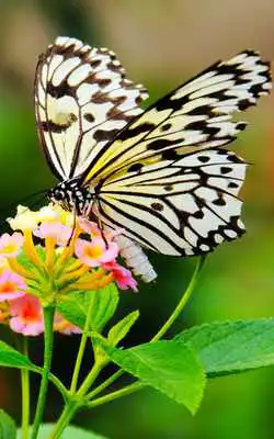 Play Butterfly Wallpaper HD - Cool Butterfly Wallpaper