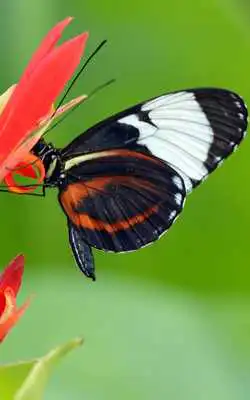 Play Butterfly Wallpaper HD - Cool Butterfly Wallpaper