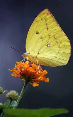 Play Butterfly Wallpaper HD - Cool Butterfly Wallpaper