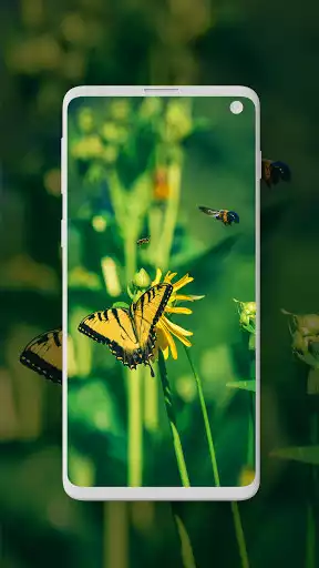 Play butterfly wallpaper hd  and enjoy butterfly wallpaper hd with UptoPlay