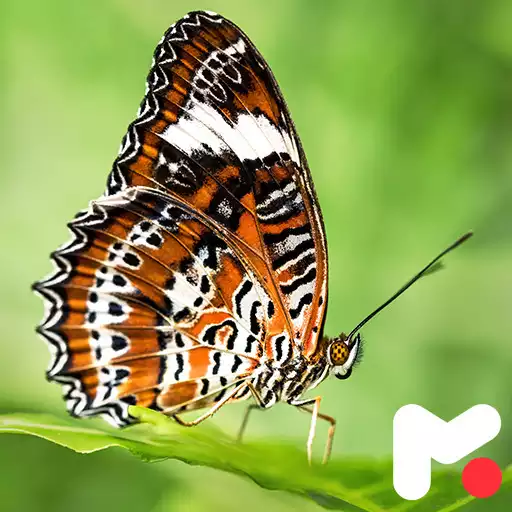 Free play online Butterfly Wallpapers APK Free play online Butterfly Wallpapers APK