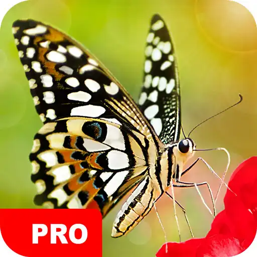 Play Butterfly Wallpapers PRO APK Play Butterfly Wallpapers PRO APK