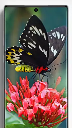 Play Butterfly Wallpapers