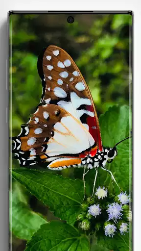 Play Butterfly Wallpapers