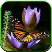 Free play online Butterfly Walpaper APK Free play online Butterfly Walpaper APK