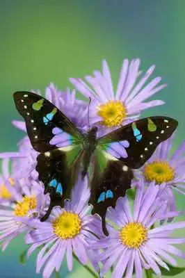 Play Butterfly Walpaper