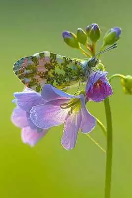 Play Butterfly Walpaper