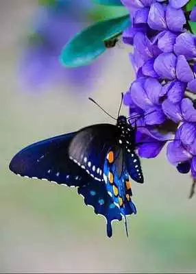 Play Butterfly Walpaper