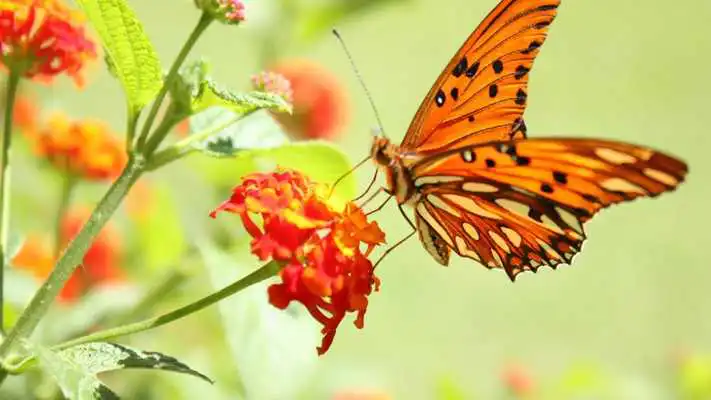 Play Butterfly wings. LiveWallpaper