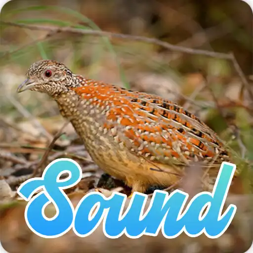 Play Buttonquail Sounds Effect APK