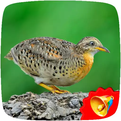 Play Buttonquail Sounds APK Play Buttonquail Sounds APK