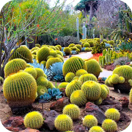 Play Cactus Flower HD Wallpaper APK Play Cactus Flower HD Wallpaper APK