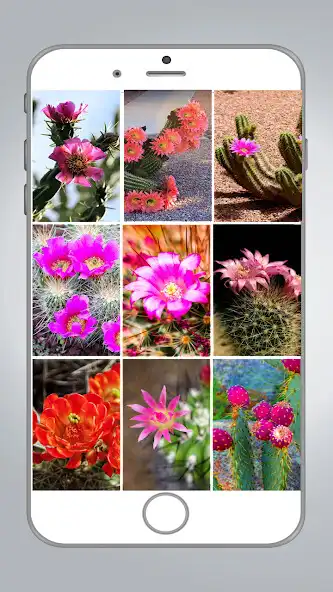 Play Cactus Flower HD Wallpaper  and enjoy Cactus Flower HD Wallpaper with UptoPlay